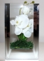 Preview: Moderne Designer Vase aus geschliffenem Glas inkl. Orchidee 11x18 cm von Formano